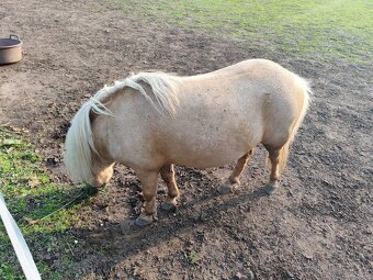 Minishetland pony - 2