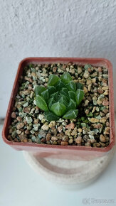 Haworthia cooperi var. Gordoniana 'Zuurbron' ( sukulent ) - 2