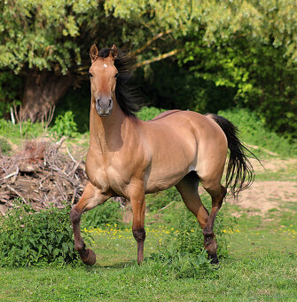 AQH Klisna Bay Dun 3 roky - 2