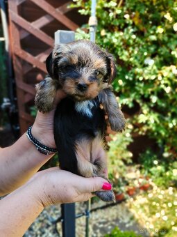 🐾 Yorkshire teriér štěňátka – holčička a chlapeček - 2
