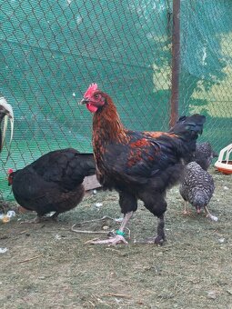 Marans kohouti - 2