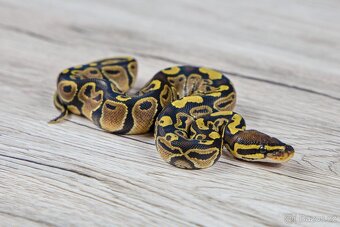 Krajta královská Normal Het Genetic Stripe (Plzeň) - 2