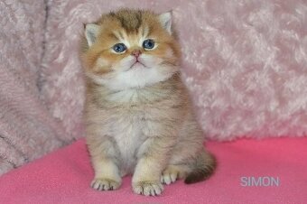 Koťátka k rezervaci s PP - 2