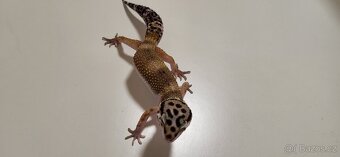 Gekončík noční - 2