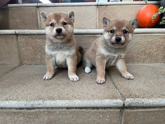 Shiba inu, šiba inu - 2