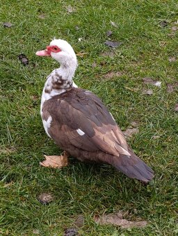 Kachna pyzmova a kačer - 2