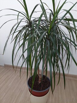 Dracena - 2