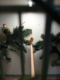 Astrild rakosní, rakosnik - 2