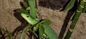 gastropholis prasina - 2