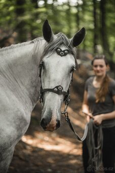 Starokladrubský valach na prodej - 2