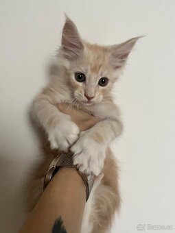 Mainská mývalí bez PP - 2