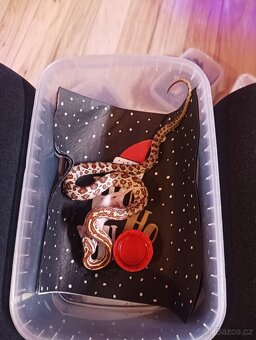 Užovka červená - 2