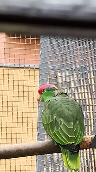 1,0 Amazoňan zelenolící - 2