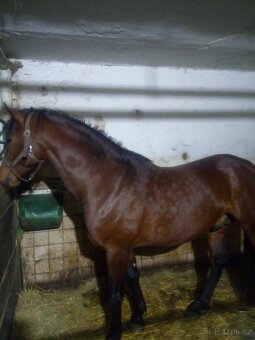 Slovenský teplokrevník - 2