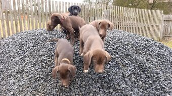 Pejsek pro rodinný život - 2