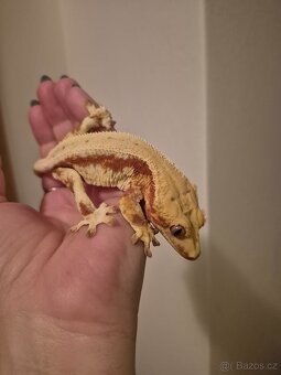 Pagekon řasnatý - samec - 2