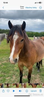 Pony - 2