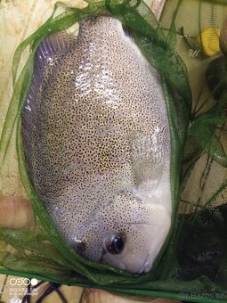 Vieja argentea, Nandopsis tetracanthus, Astronotus ocellatus - 2
