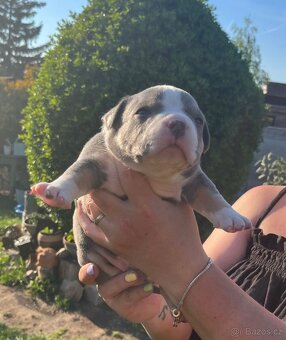 Štěňátko American Bully - 2