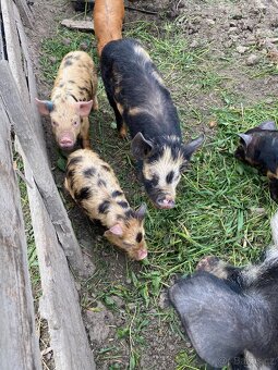 Kune Kune - 2