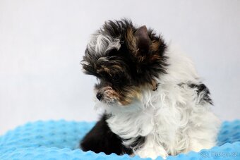 biewer yorkshire terrier s PP- Ginno - 2