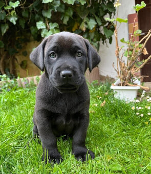 labradorský retrívr - 2