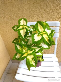 Africké kopřivy - 2