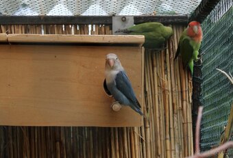 Agapornis- letošní mláďata - 2