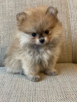 Pomeranian s průkazem původu - poslední holčička - 2