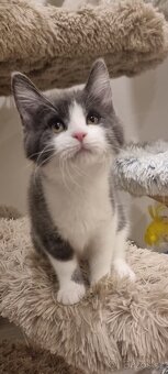 Krásná britská kočička modrobílá - 2