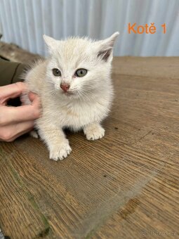 Koťata - 2