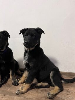 Štěňátko křížený husky a německý ovčák - 2