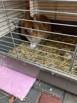 Daruji zakrsleho kralicka - 2