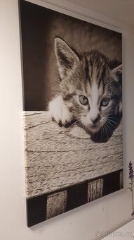 Obrazy na plátně Dětská kočka - 2