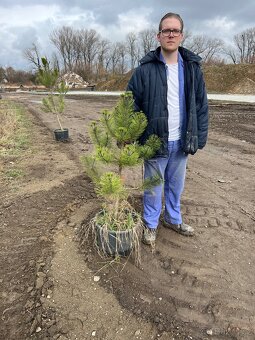 Prodám borovice černé - 2