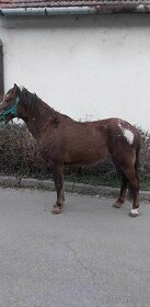 Poník welsh pony - 2
