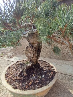 Bonsai Borovice - 2