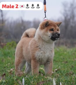 Shiba inu s PP - 2