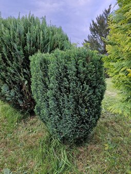 Rozdílné thuje, japonské vrby a buxus - 2