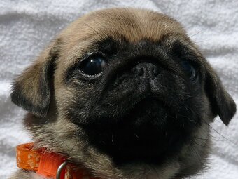 Mops - Štěňátka - 2