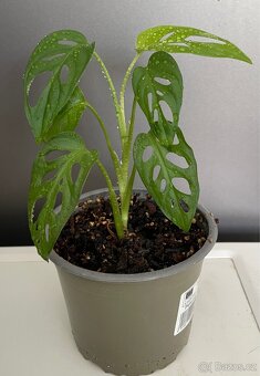 Monstera Adansonii Monkey Mask - 2