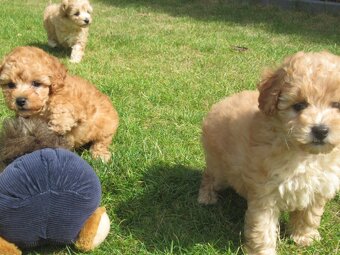 Maltipoo štěňátka - 2