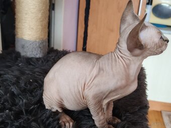 Sphynx - 2