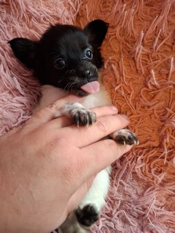 Stěně Čivava X Jack Russell - 2
