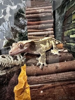 Pagekon Řasnatý - 2