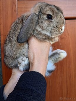 Zakrslý beránek - 2