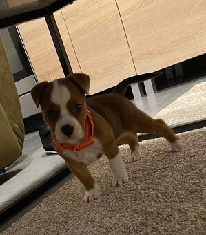 Americký staford - 2