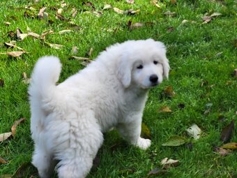 Slovenský čuvač - 2