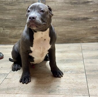 American bully XL - 2