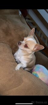 Čivava krátkosrstá - 2